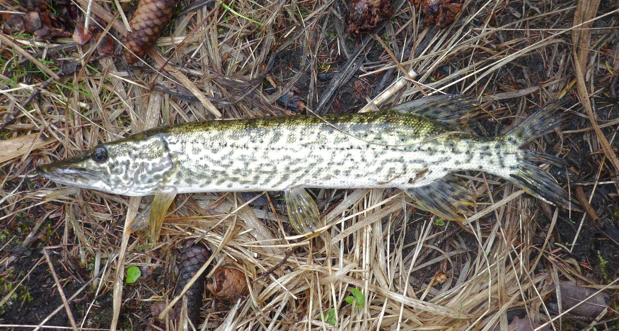 Image of Esox cisalpinus Bianco & Delmastro 2011