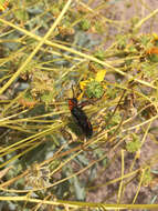 Image of Master Blister Beetle