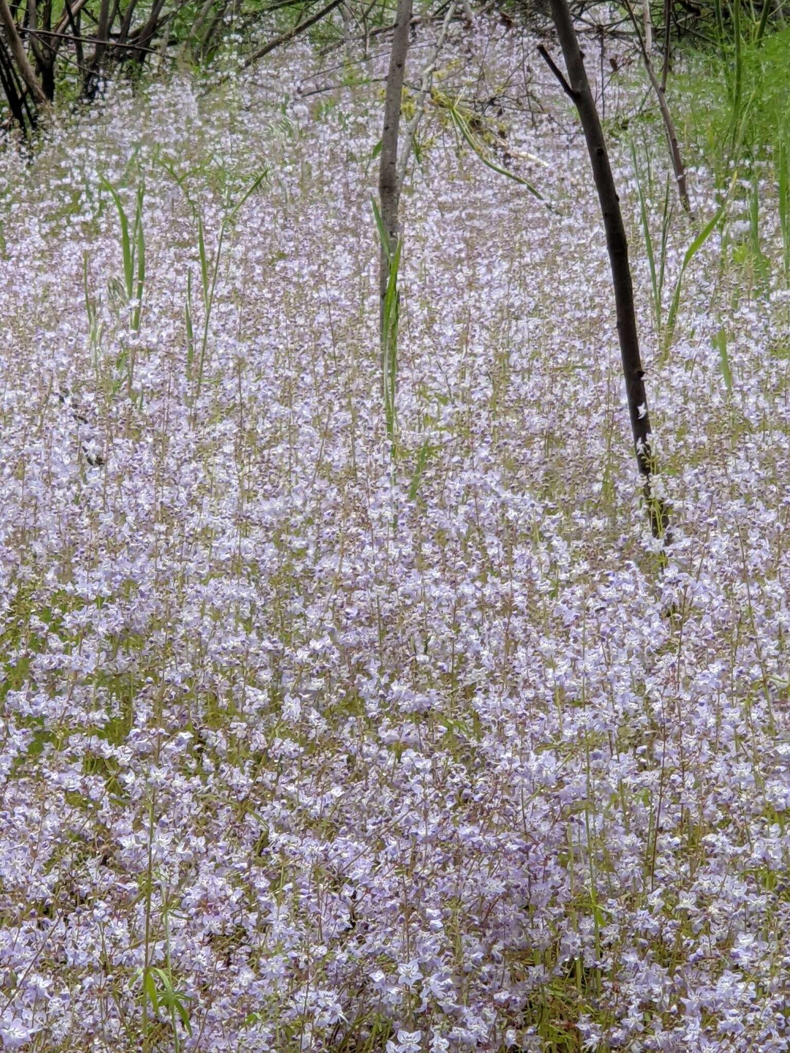 Image of manyflower tonella
