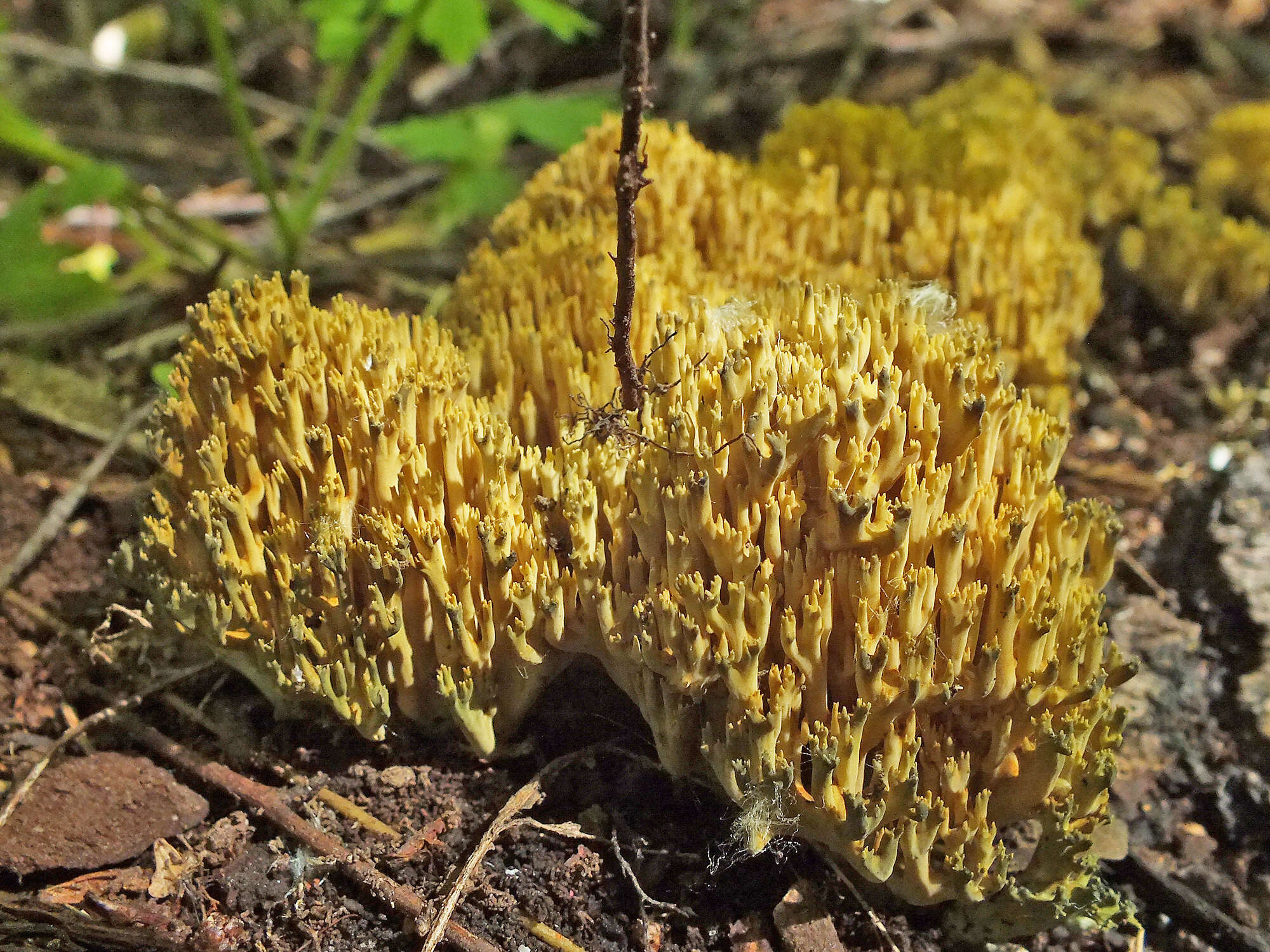 Image of Phaeoclavulina echinovirens (Corner, K. S. Thind & Dev) Giachini 2011