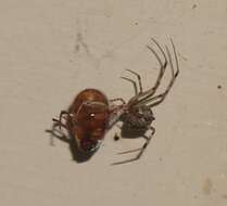 Image of Parasteatoda