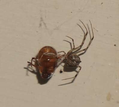 Image of Parasteatoda