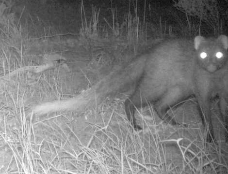 Image of White-tailed Mongoose