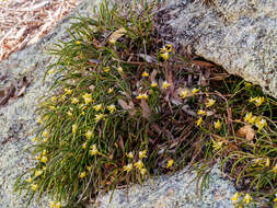 Dendrobium striolatum Rchb. fil. resmi