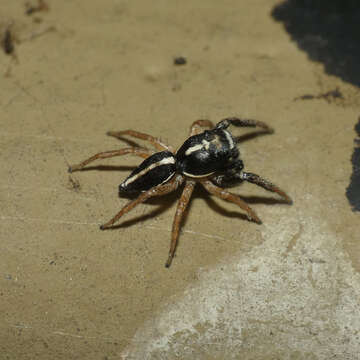 Plancia ëd Heliophanus pistaciae Wesolowska 2003