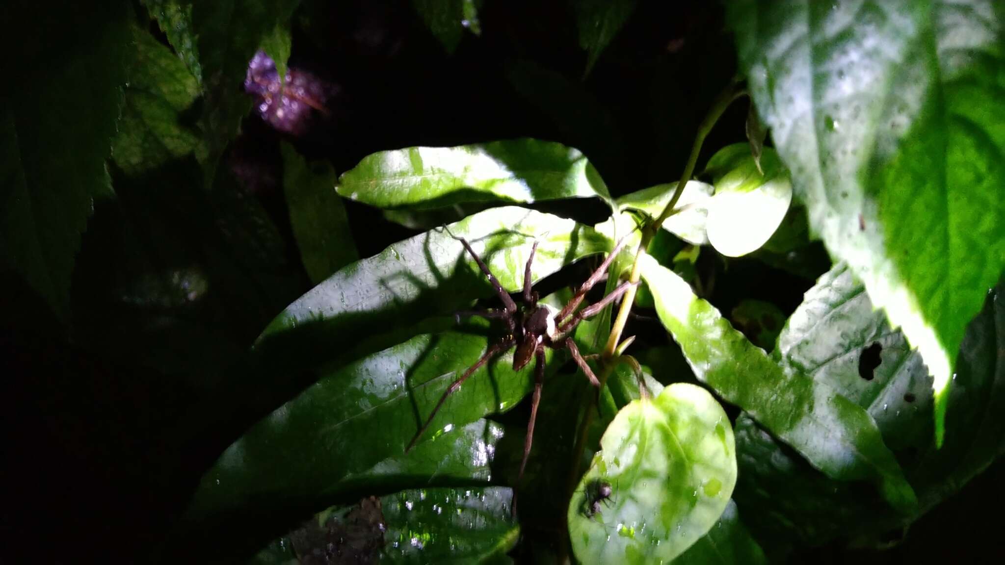 صورة Dolomedes raptor Bösenberg & Strand 1906