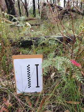 Image of Caley's grevillea