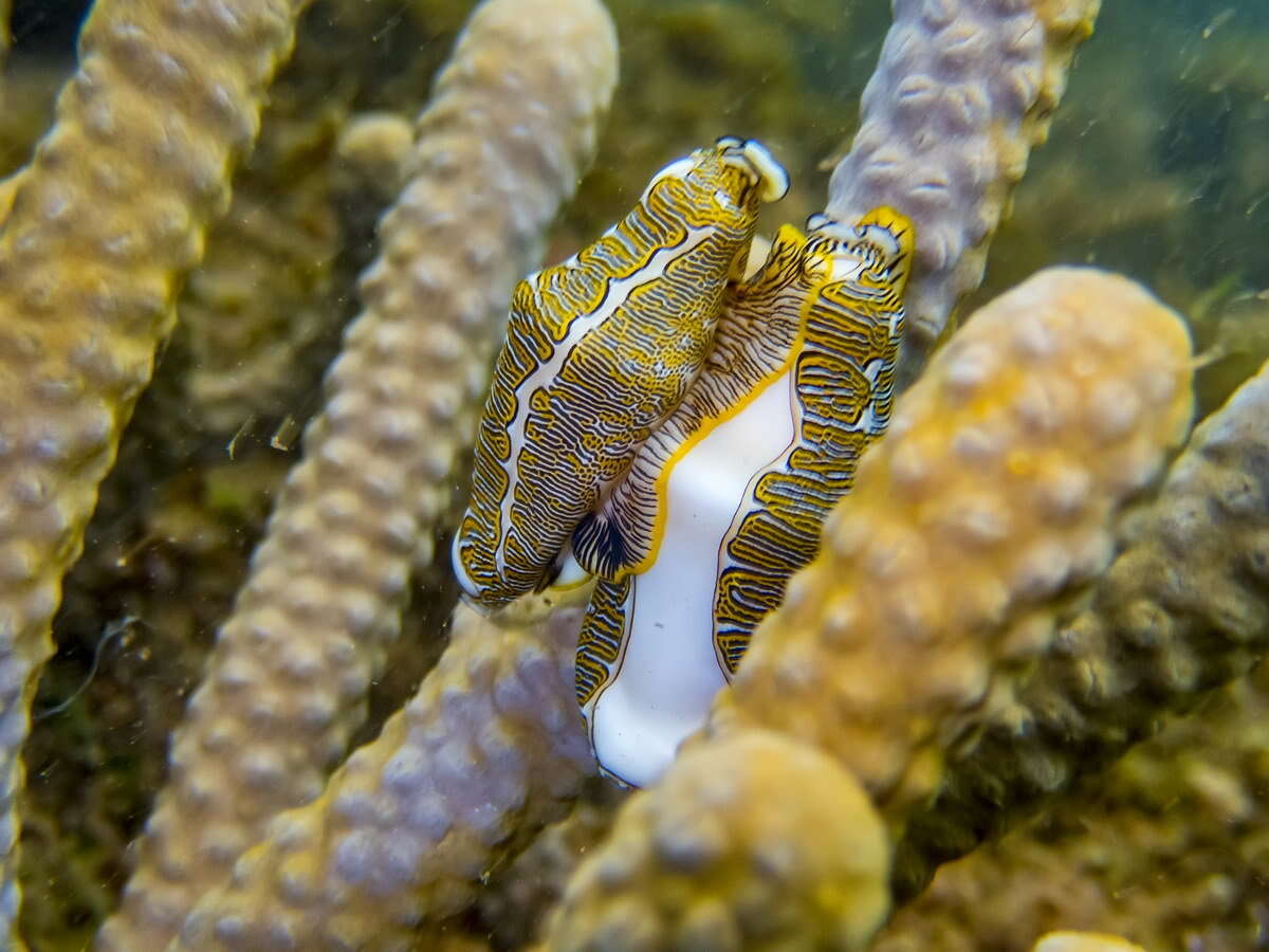 Image of Fingerprint cowry