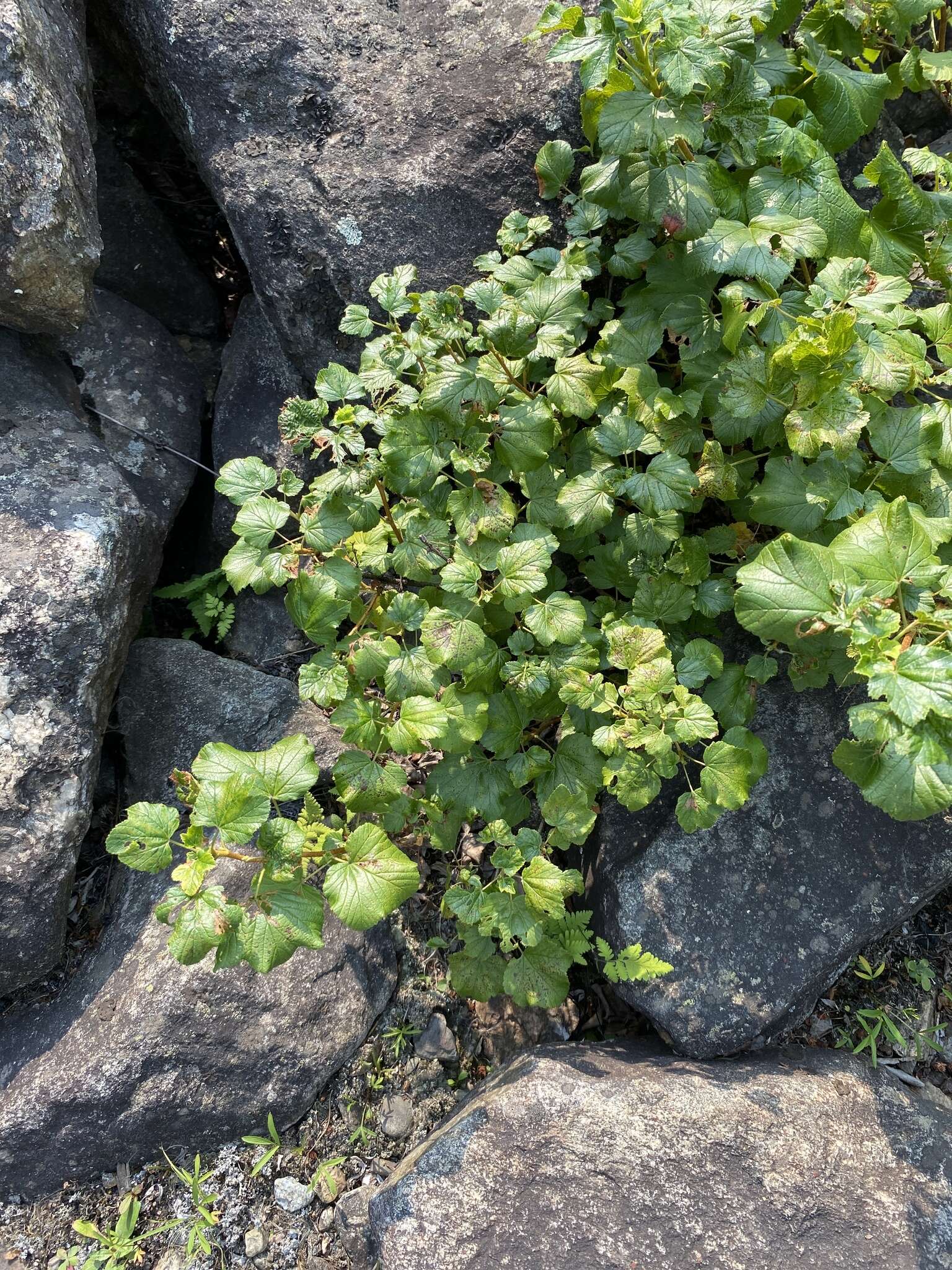 Image of Ribes fragrans Pall.