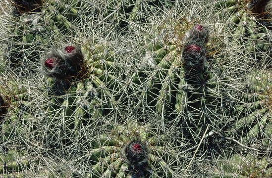 Image de Echinopsis schickendantzii F. A. C. Weber