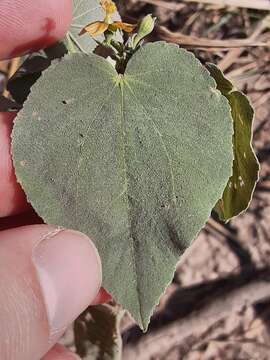 Image of anglestem Indian mallow