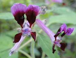 Image of Cuphea koehneana Rose