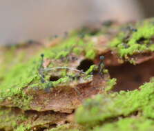 Image of chaenothecopsis lichen