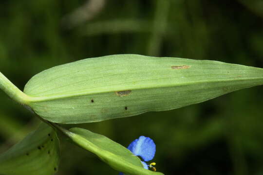 Слика од Commelina clavata C. B. Clarke