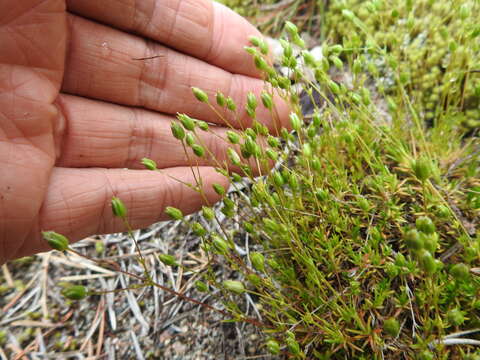 صورة Sabulina dawsonensis (Britton) Rydb.