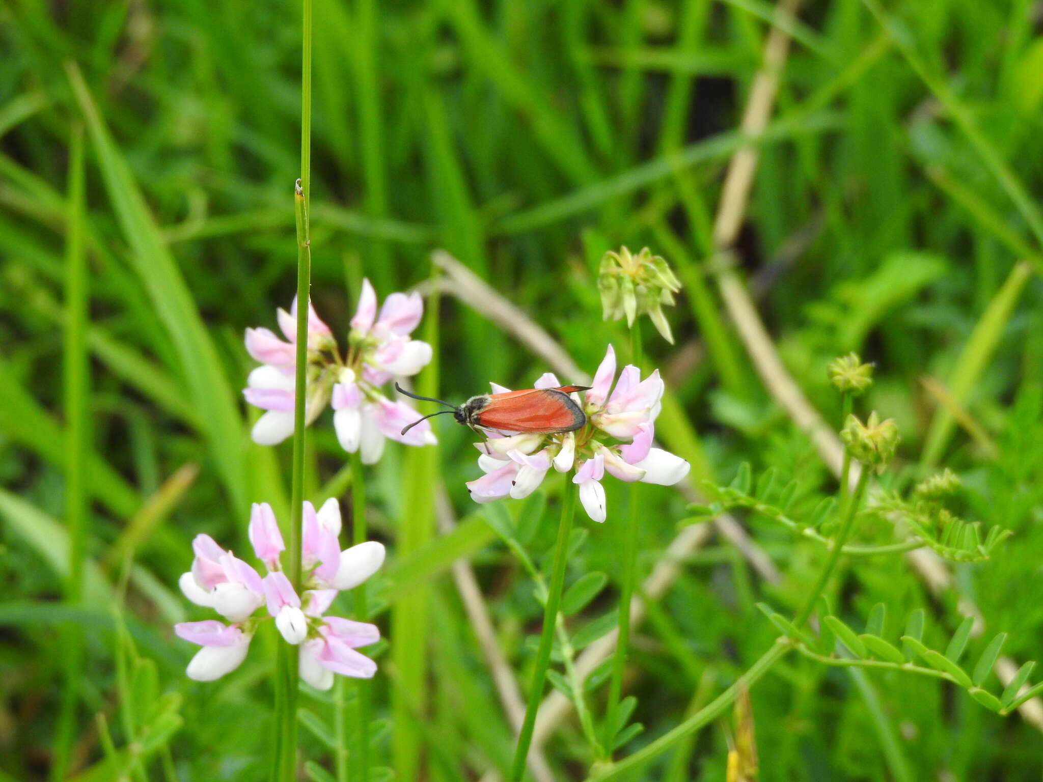 Image of Zygaena rubicundus