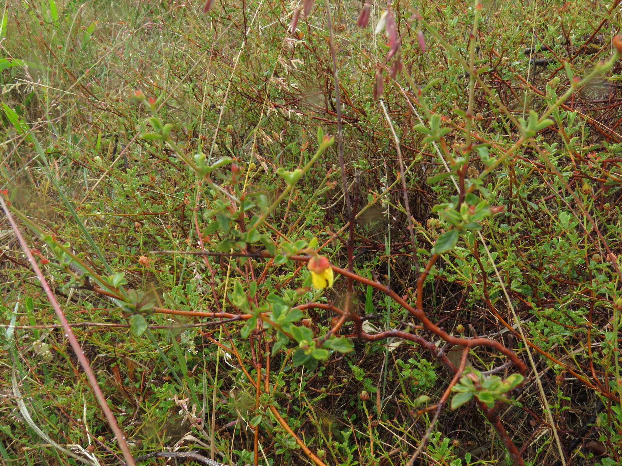 Image of Hermannia multiflora Jacq.