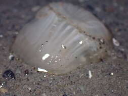 Image of giant burrowing anemone