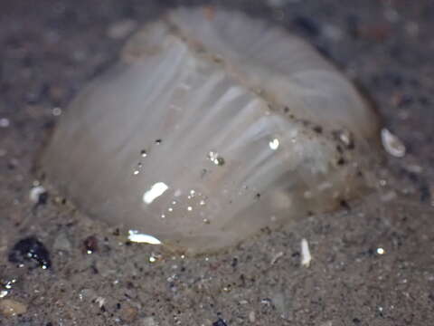 Image of giant burrowing anemone