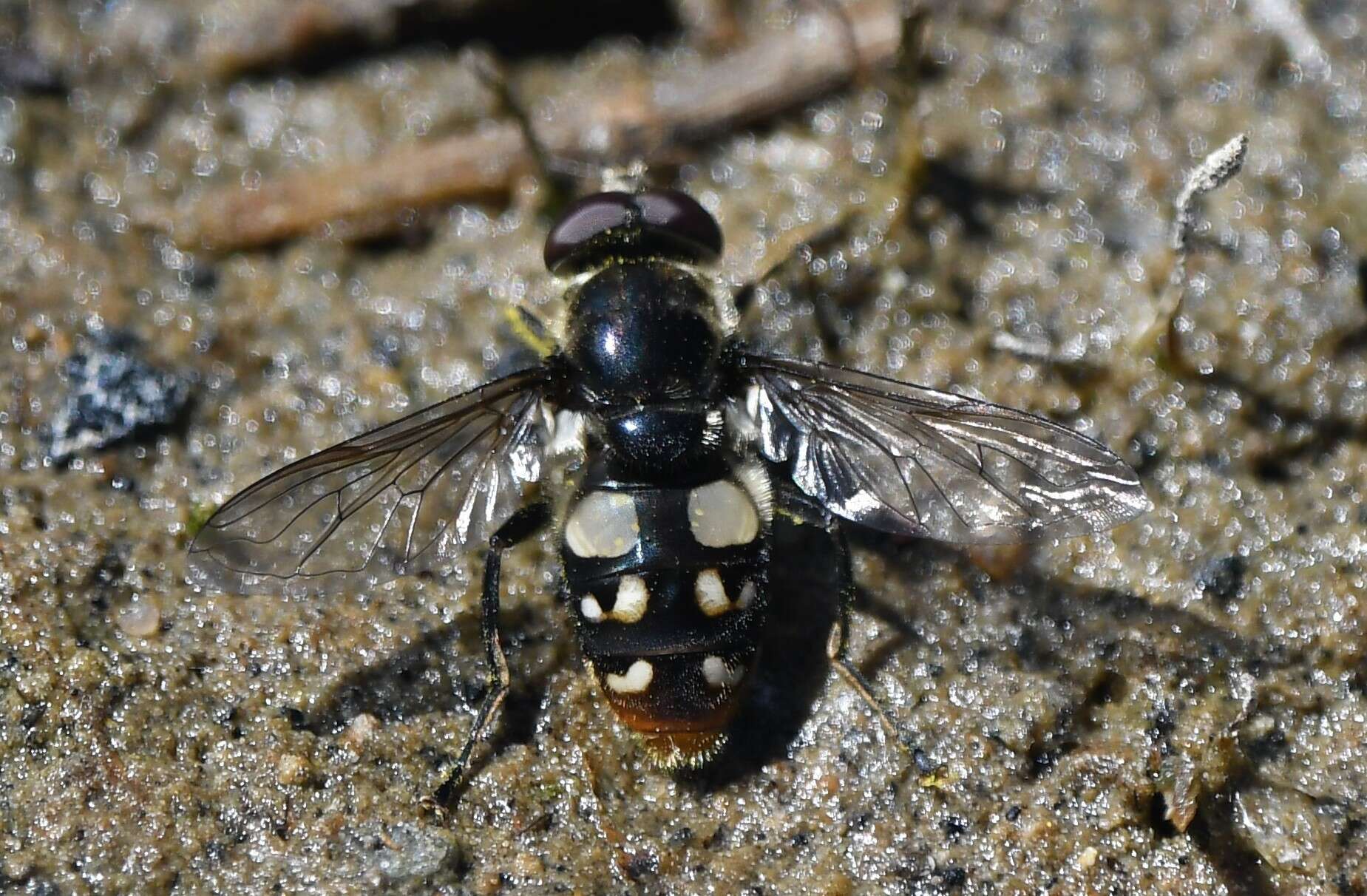 صورة Sericomyia lata (Cqouillett 1907)