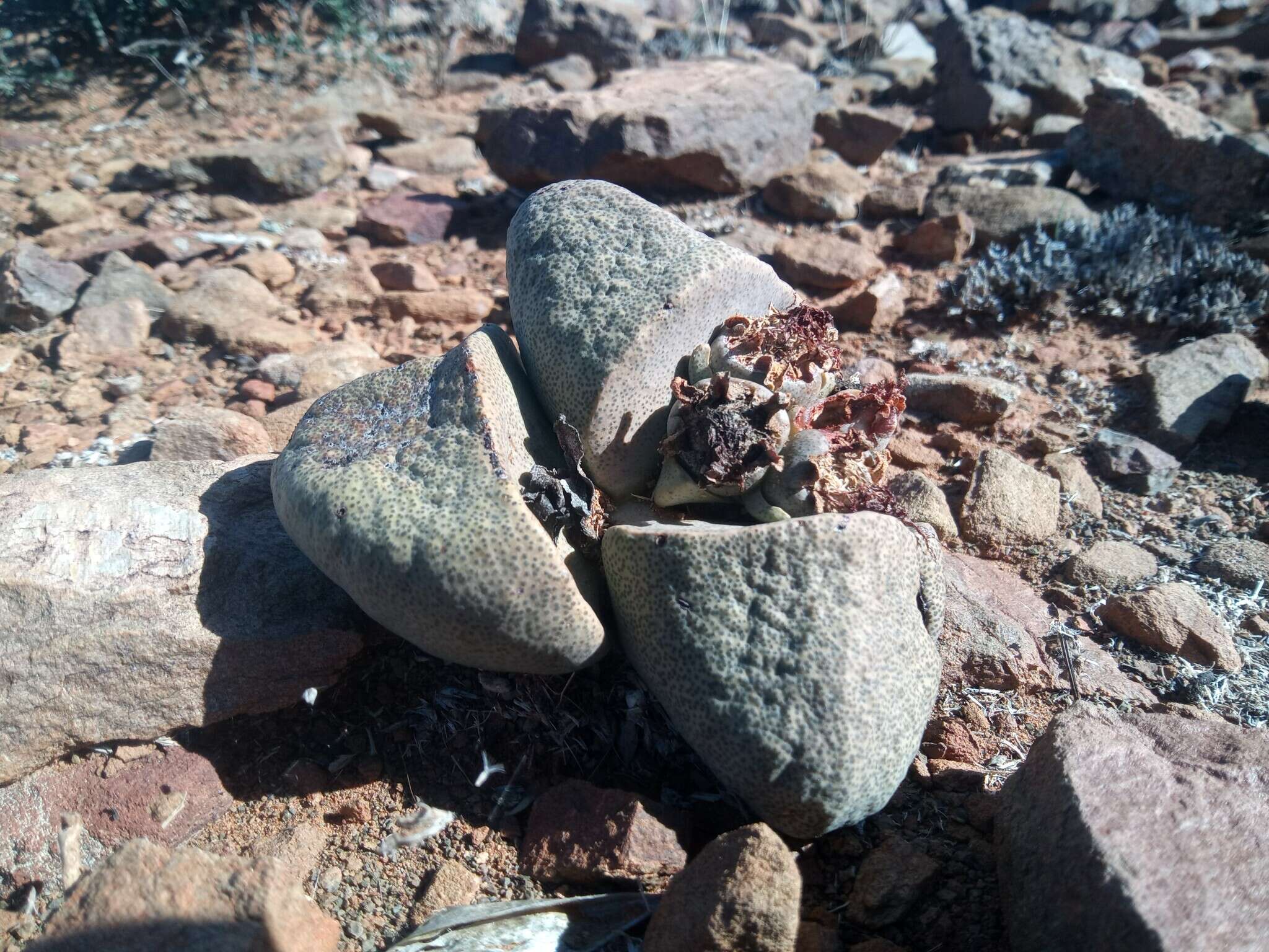 Image of Stone Quaggafig