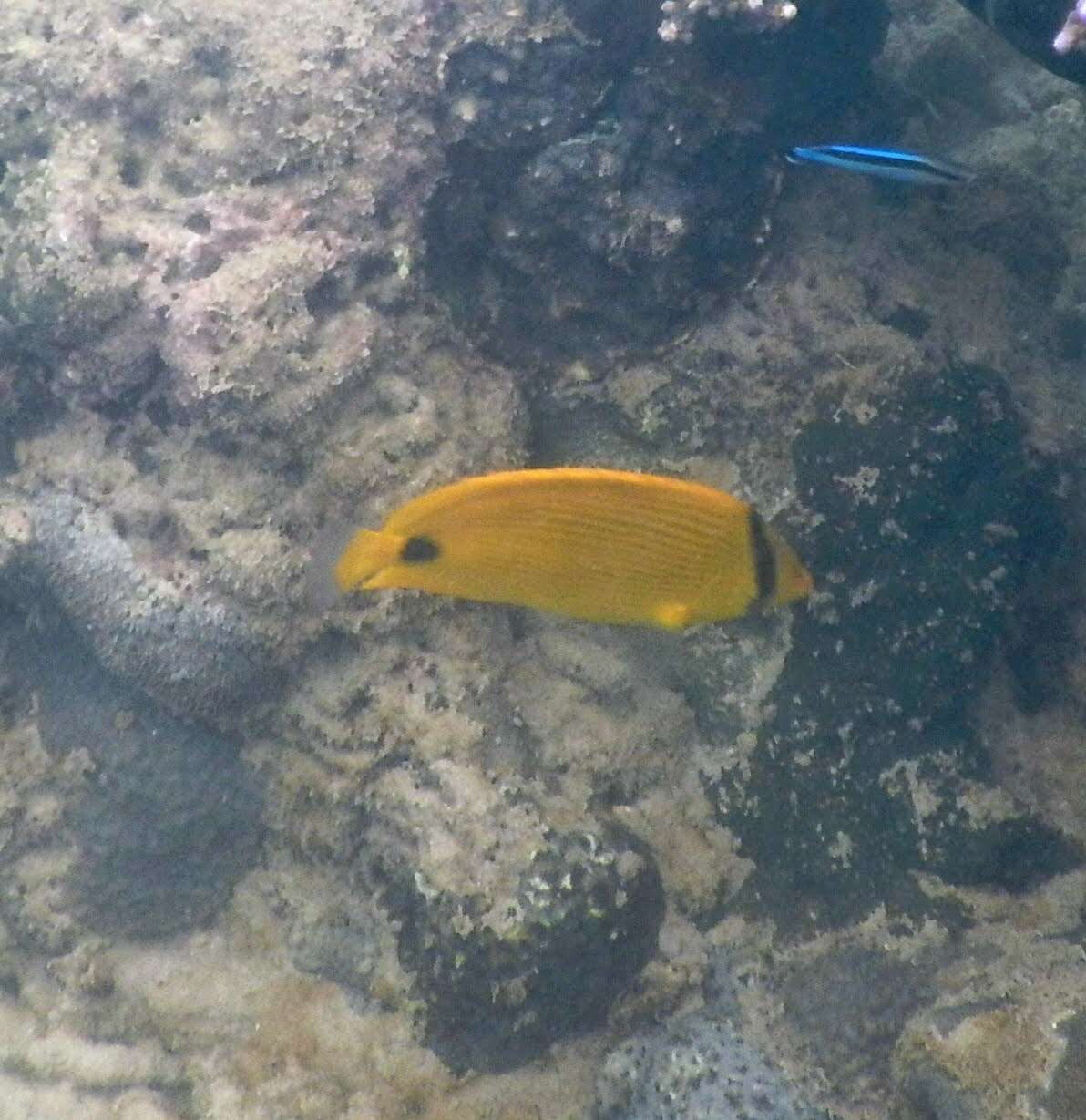 Image of Yellow Butterflyfish