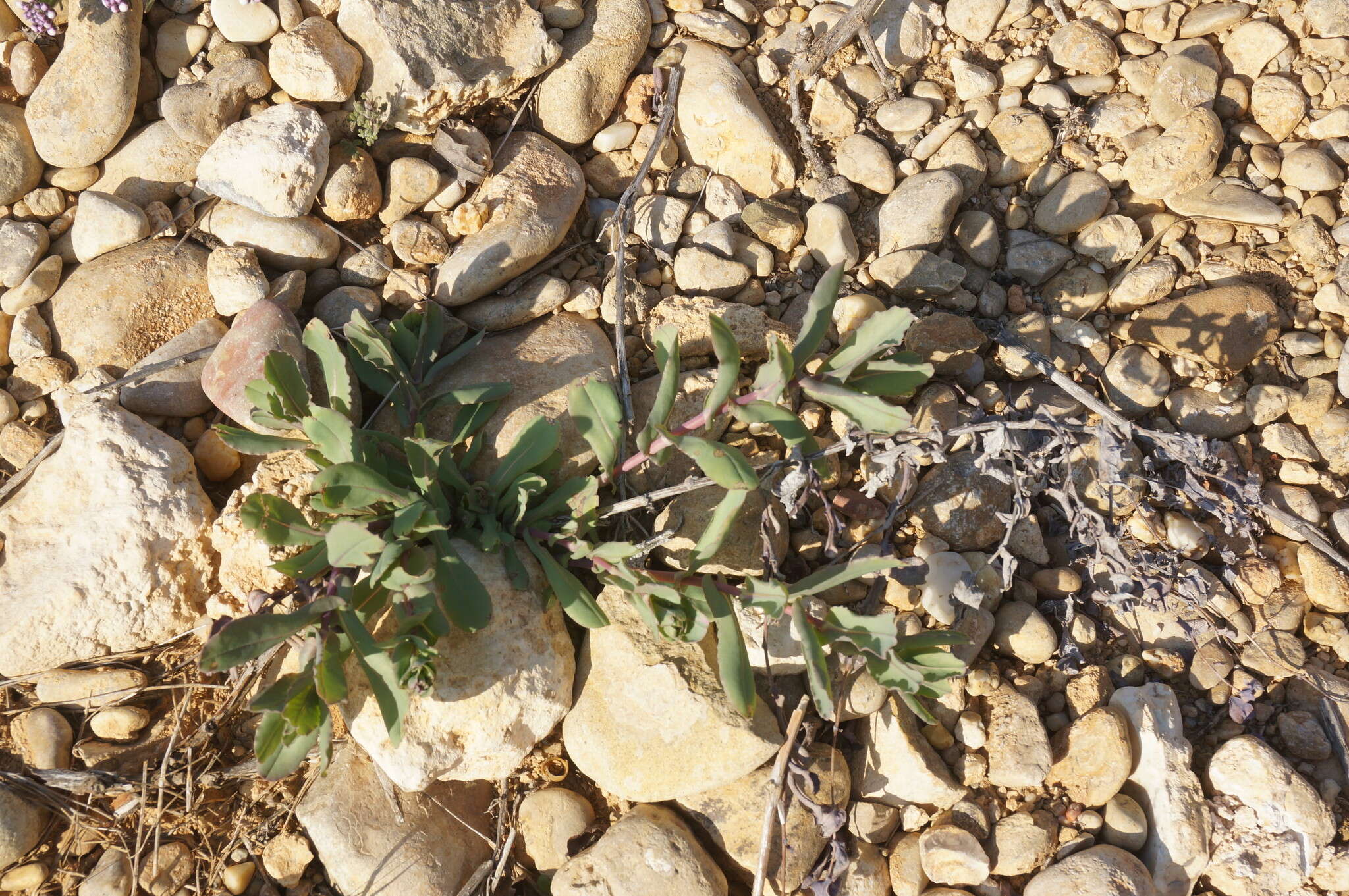 Image of Lesser Honeywort