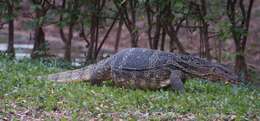 Image of Varanus salvator macromaculatus Deraniyagala 1944