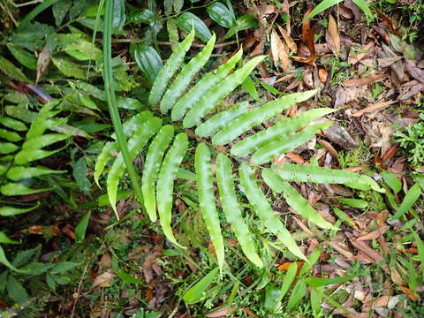 Image of Plagiogyria euphlebia (Kunze) Mett.