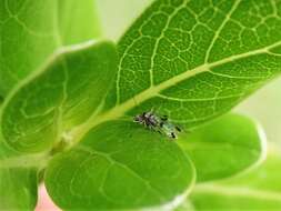 Clematostigma maculiceps (Enderlein 1903) resmi