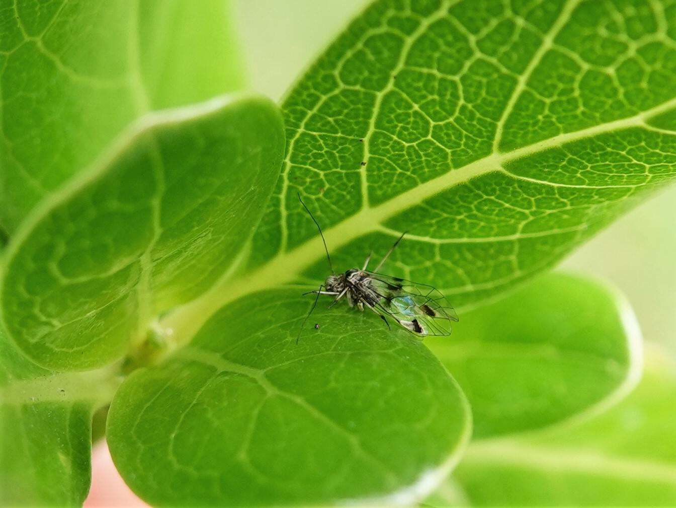 Clematostigma maculiceps (Enderlein 1903) resmi