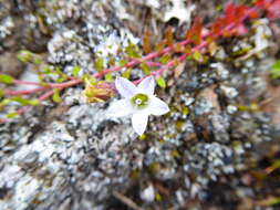 Image of Wahlenbergia peruviana A. Gray