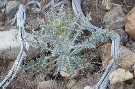 Image of cobwebby thistle