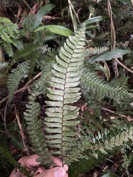 Слика од Adiantum tetraphyllum Humb. & Bonpl. ex Willd.