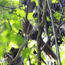 Image of Rufous Coucal