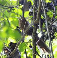 Image of Rufous Coucal