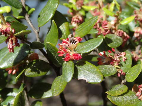 Image of Nothofagus solandri (Hook. fil.) Oerst.