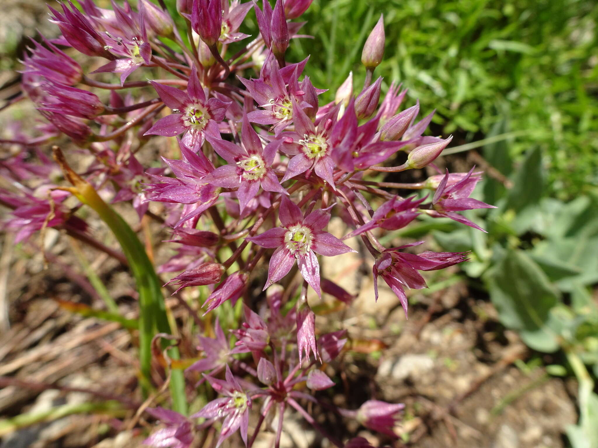 Image of dusky onion