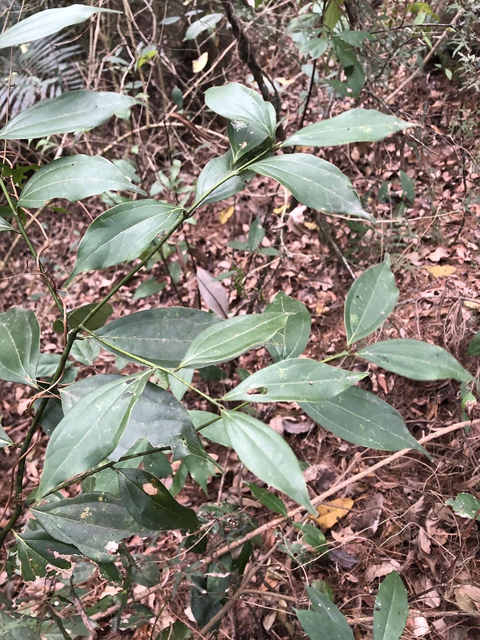 Image of Cinnamomum osmophloeum Kaneh.