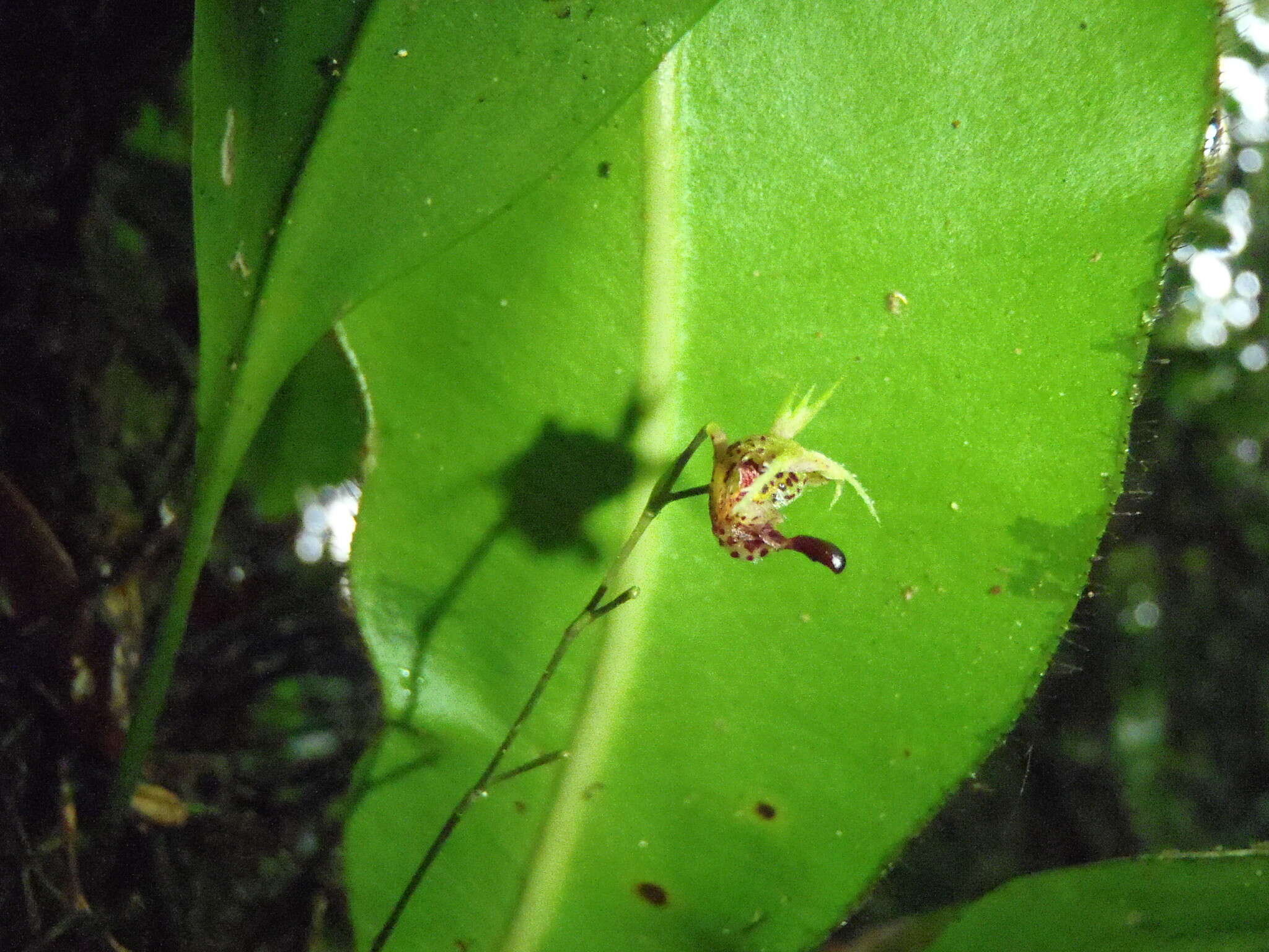 Imagem de Scaphosepalum ophidion Luer