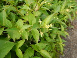 Image of northern bush honeysuckle