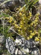 Image of Sedum urvillei DC.