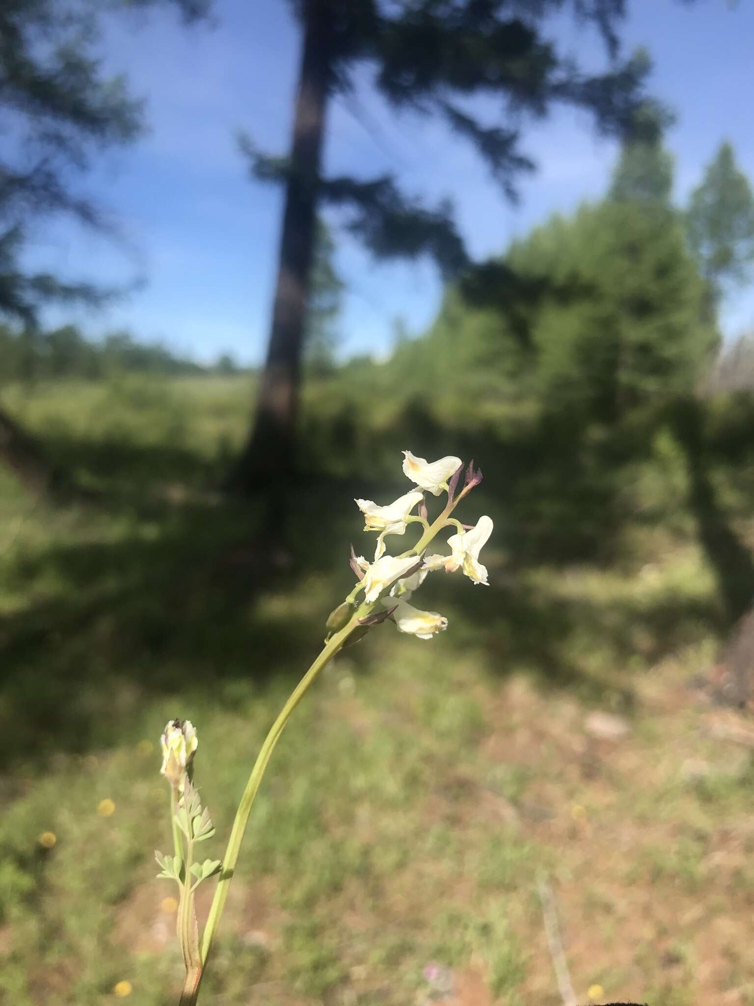 Image de Corydalis sibirica (L. fil.) Pers.