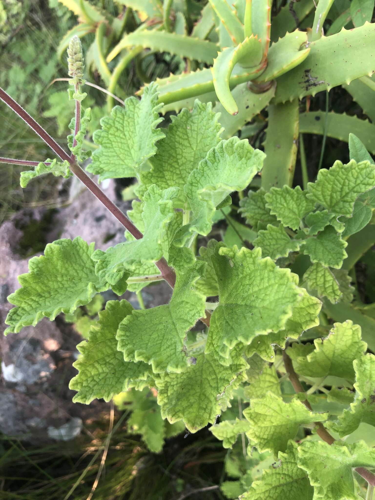 Image of <i>Coleus grandidentatus</i>