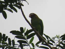 Image of Brown-hooded Parrot