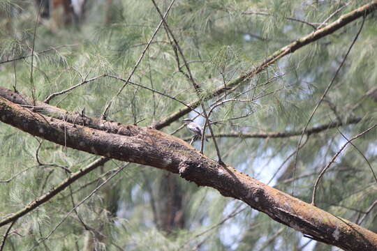 Image of Pied Triller