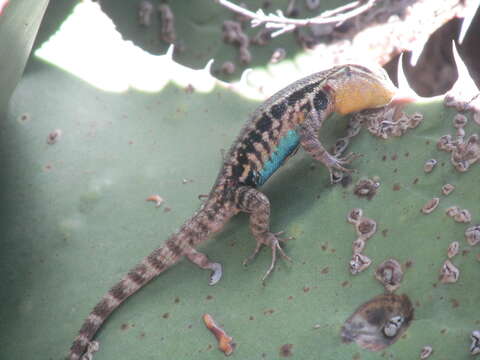 Image de Sceloporus megalepidurus pictus Smith 1936