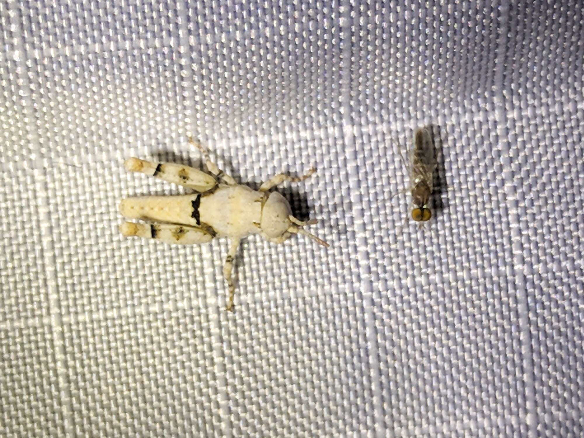 Image of Cream Grasshopper