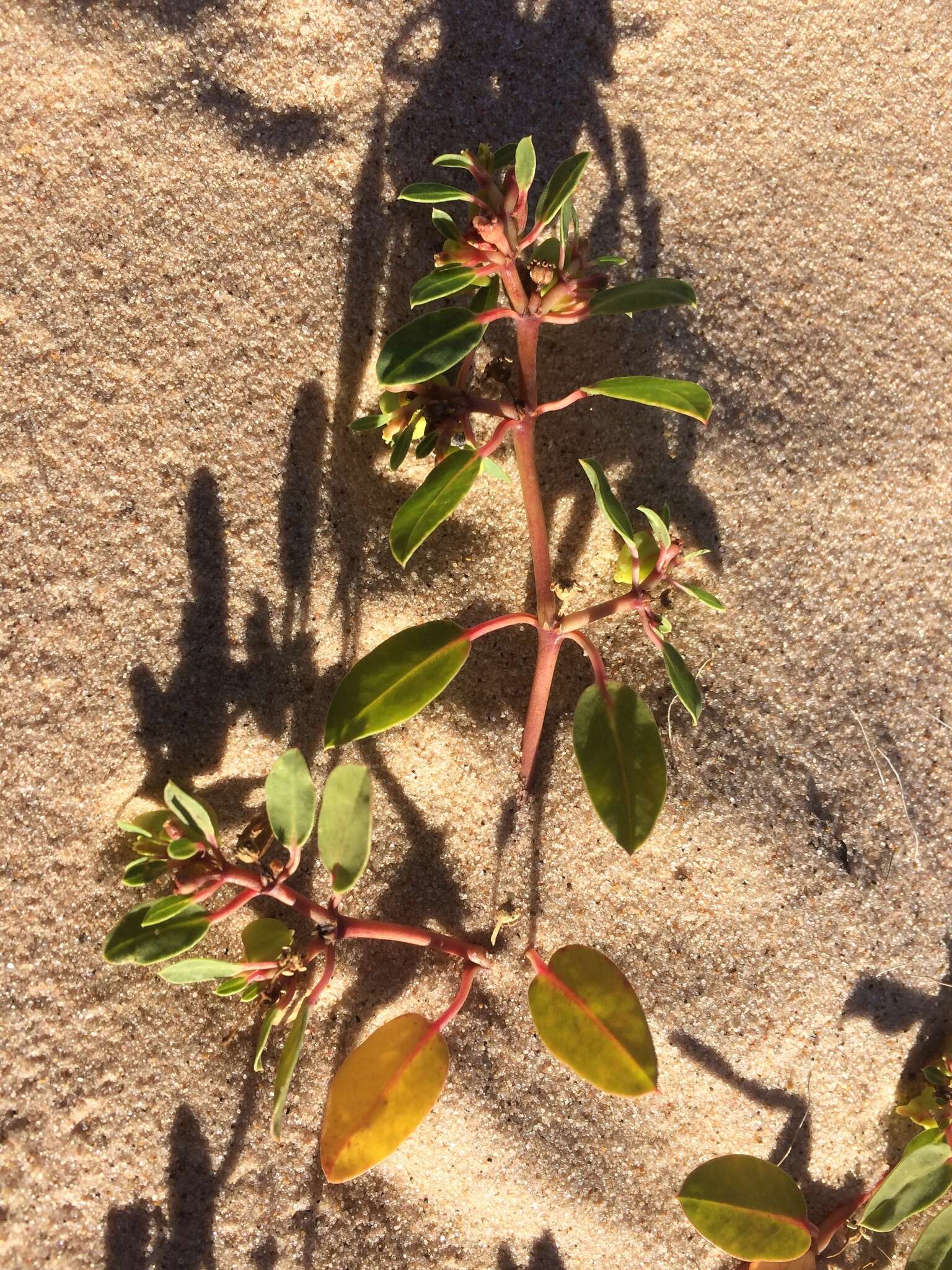 Слика од Euphorbia carunculata Waterf.