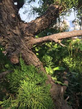 Image of Chinese Juniper